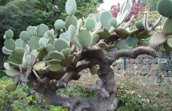 仙人掌的主干如何长粗，光照要足强健根系主干才粗壮