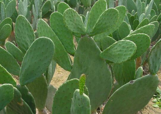 仙人掌的主干如何长粗，光照要足强健根系主干才粗壮