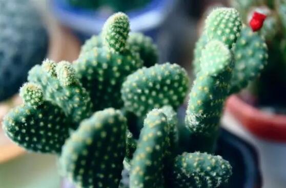 仙人掌的主干如何长粗，光照要足强健根系主干才粗壮