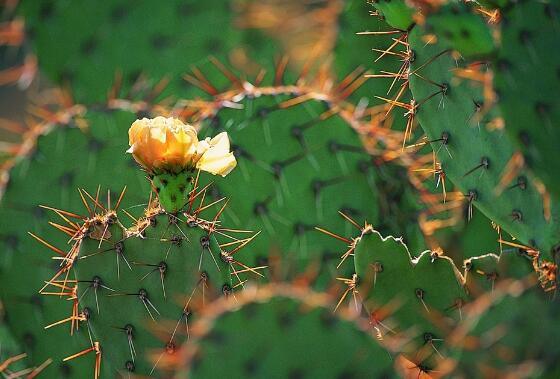 仙人掌的主干如何长粗，光照要足强健根系主干才粗壮