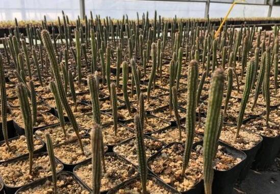 仙人柱的扦插办法图片，仙人柱扦插生根只需四个步骤