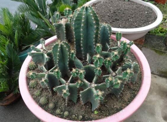 仙人柱的扦插办法图片，仙人柱扦插生根只需四个步骤