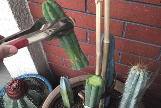 仙人柱的扦插办法图片，仙人柱扦插生根只需四个步骤