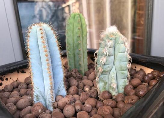 仙人柱的扦插办法图片，仙人柱扦插生根只需四个步骤