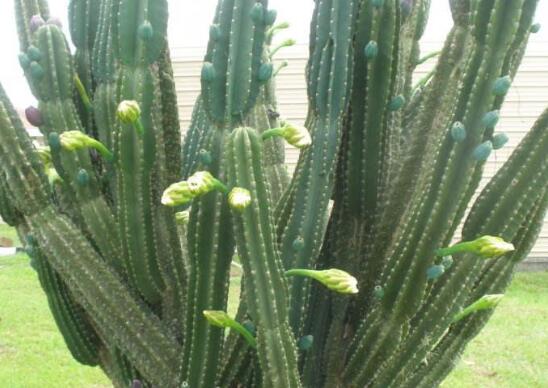 仙人柱的扦插办法图片，仙人柱扦插生根只需四个步骤