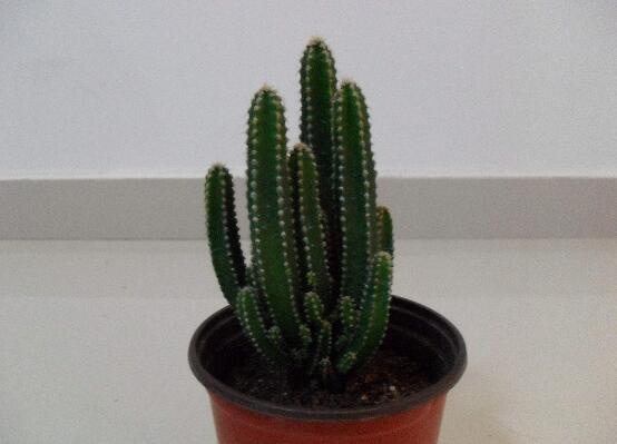 仙人柱的扦插办法图片，仙人柱扦插生根只需四个步骤