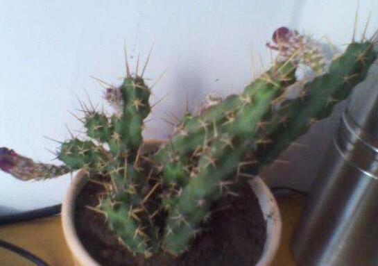 仙人柱的扦插办法图片，仙人柱扦插生根只需四个步骤