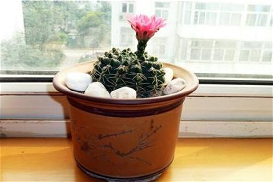 绯花玉的养殖办法和留意事项,定植时要修根/冬季禁止浇水