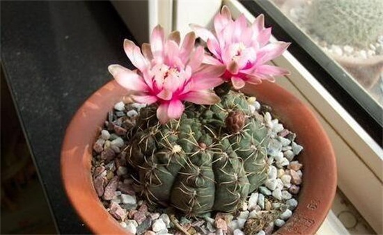 绯花玉的养殖办法和留意事项,定植时要修根/冬季禁止浇水