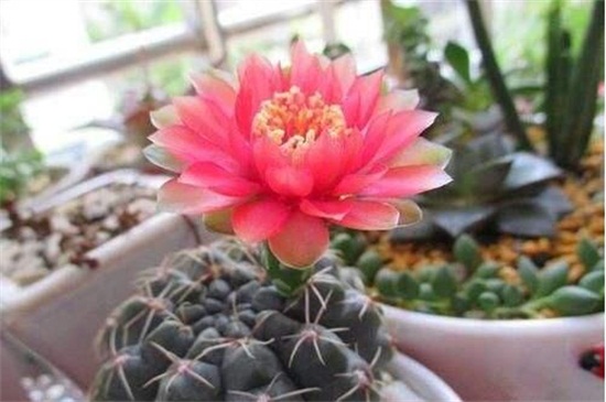 绯花玉的养殖办法和留意事项,定植时要修根/冬季禁止浇水