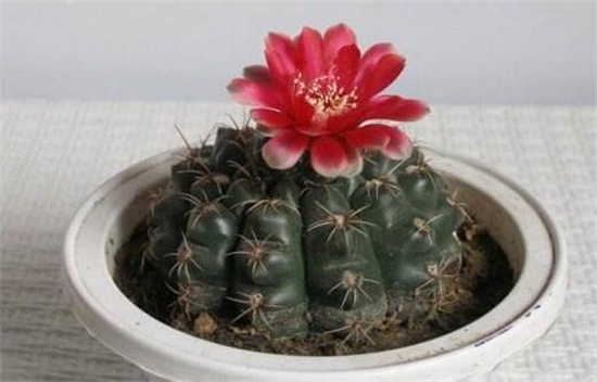 绯花玉的养殖办法和留意事项,定植时要修根/冬季禁止浇水