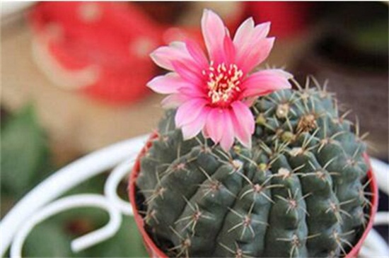 绯花玉的养殖办法和留意事项,定植时要修根/冬季禁止浇水