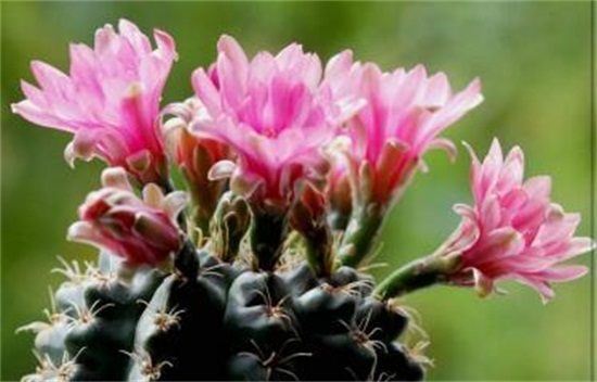 绯花玉的养殖办法和留意事项,定植时要修根/冬季禁止浇水