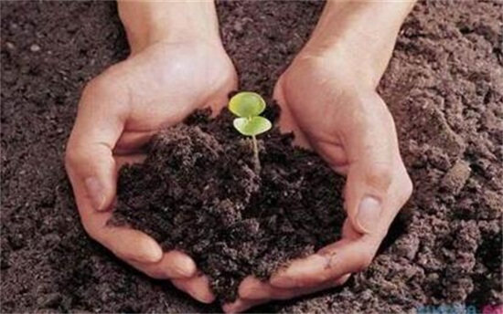 绯花玉如何养才会多开花,掌握八大技巧让你的绯花玉爆盆