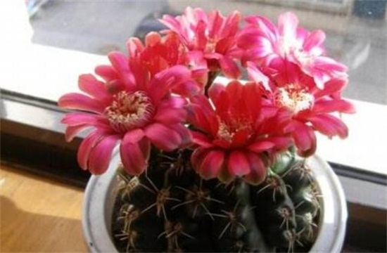 绯花玉如何养才会多开花,掌握八大技巧让你的绯花玉爆盆