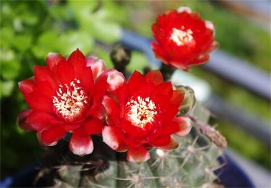 绯花玉如何养才会多开花,掌握八大技巧让你的绯花玉爆盆