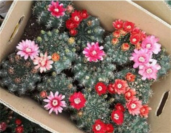 绯花玉如何养才会多开花,掌握八大技巧让你的绯花玉爆盆