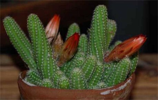 仙人柱如何繁殖快，扦插繁殖一个月即可移栽上盆