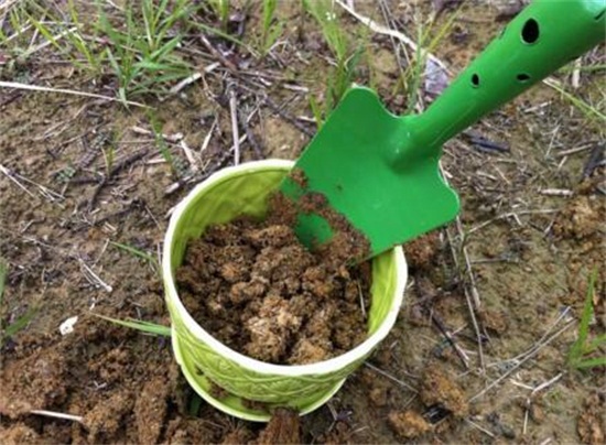 仙人柱如何繁殖快，扦插繁殖一个月即可移栽上盆
