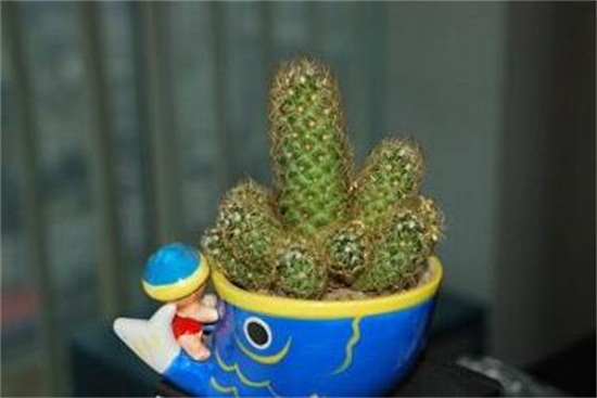 仙人柱如何繁殖快，扦插繁殖一个月即可移栽上盆