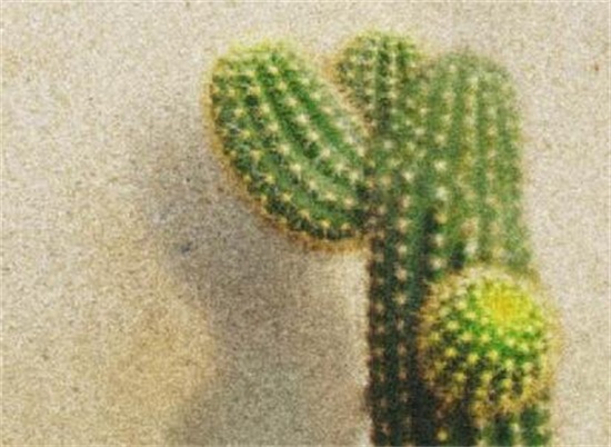 仙人柱如何繁殖快，扦插繁殖一个月即可移栽上盆