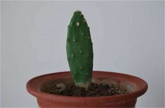 仙人柱如何繁殖快，扦插繁殖一个月即可移栽上盆