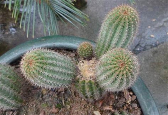 仙人柱如何繁殖快，扦插繁殖一个月即可移栽上盆