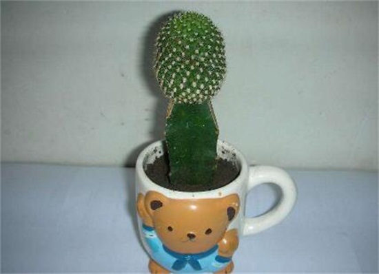 仙人柱如何繁殖快，扦插繁殖一个月即可移栽上盆