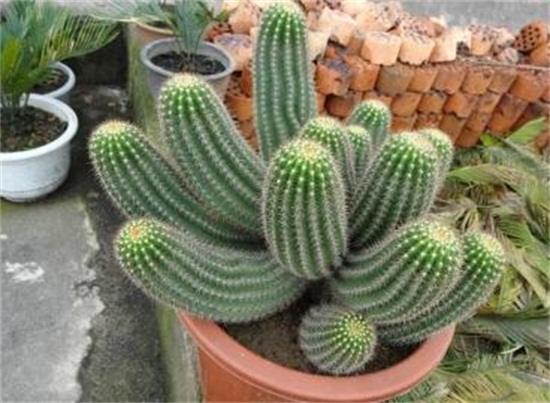 仙人柱如何繁殖快，扦插繁殖一个月即可移栽上盆