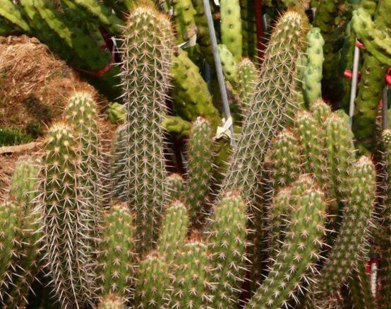 仙人柱如何繁殖快，扦插繁殖一个月即可移栽上盆