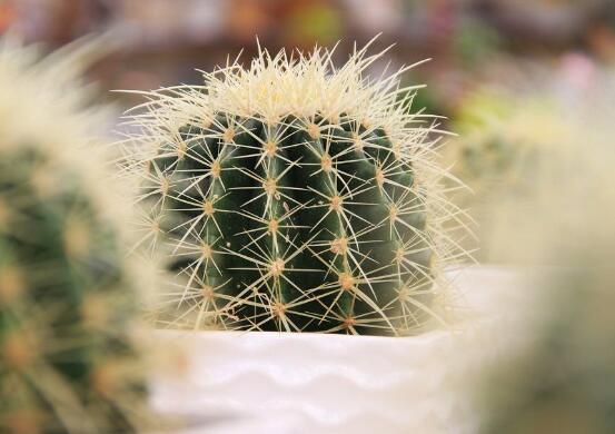 仙人掌修剪办法图解，6大要点让仙人掌越来越强壮