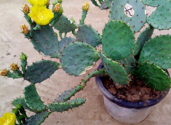 仙人掌修剪办法图解，6大要点让仙人掌越来越强壮