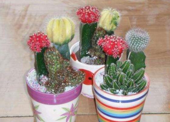 仙人掌修剪办法图解，6大要点让仙人掌越来越强壮