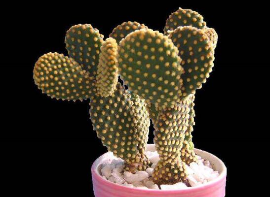 仙人掌修剪办法图解，6大要点让仙人掌越来越强壮