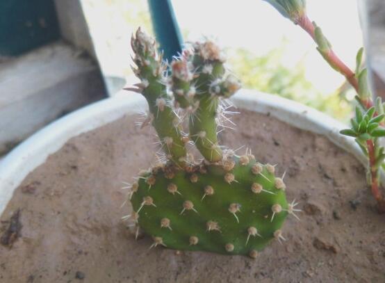 仙人掌修剪办法图解，6大要点让仙人掌越来越强壮