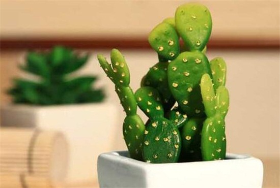 仙人掌放哪里防小人，不带仙人掌刺放办公室是最佳选择