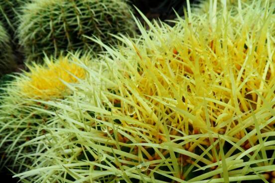 仙人掌为何不怕干旱，4个原因让仙人掌抵御酷旱