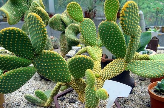 仙人掌为何不怕干旱，4个原因让仙人掌抵御酷旱