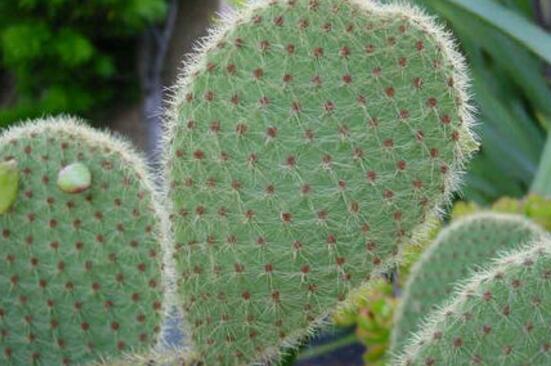 仙人掌为何不怕干旱，4个原因让仙人掌抵御酷旱