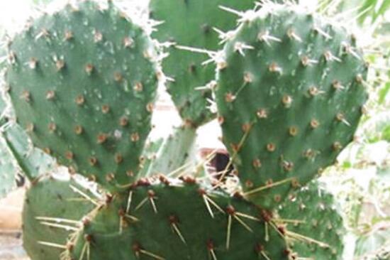 仙人掌为何不怕干旱，4个原因让仙人掌抵御酷旱