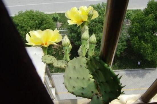 仙人掌为何不怕干旱，4个原因让仙人掌抵御酷旱