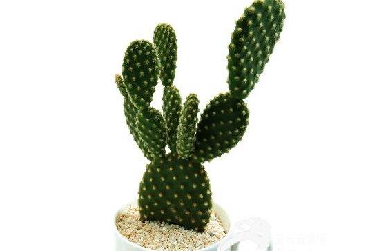 仙人掌为何不怕干旱，4个原因让仙人掌抵御酷旱