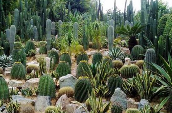 仙人掌为何不怕干旱，4个原因让仙人掌抵御酷旱