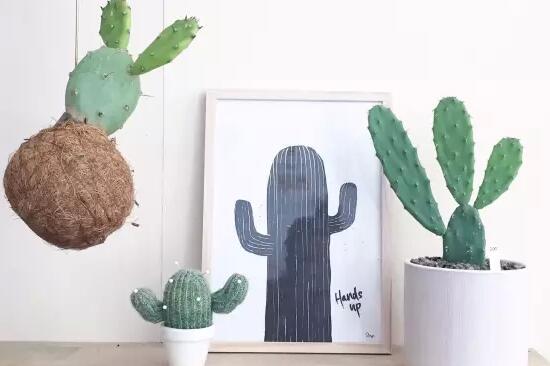 仙人掌为何不怕干旱，4个原因让仙人掌抵御酷旱