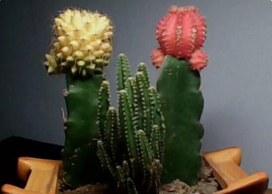 仙人掌正确的浇水办法：各个季节气候不同，浇水要求也不同