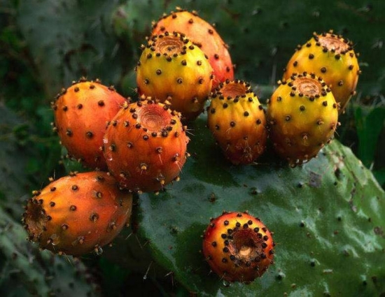 仙人掌果如何吃