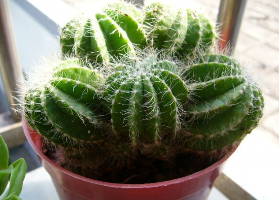 仙人掌夏季如何养：避免积水