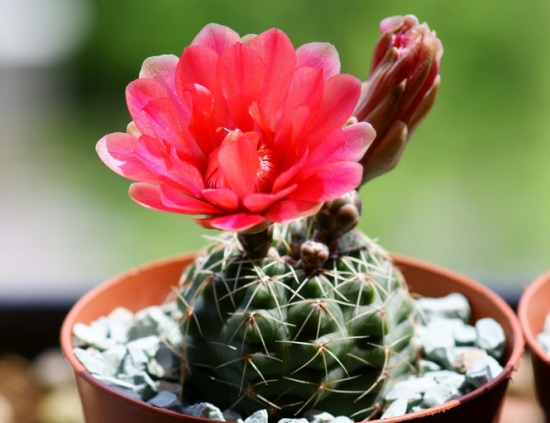 绯花玉不开花的原因：四个点帮您分析绯花玉不开花的原因