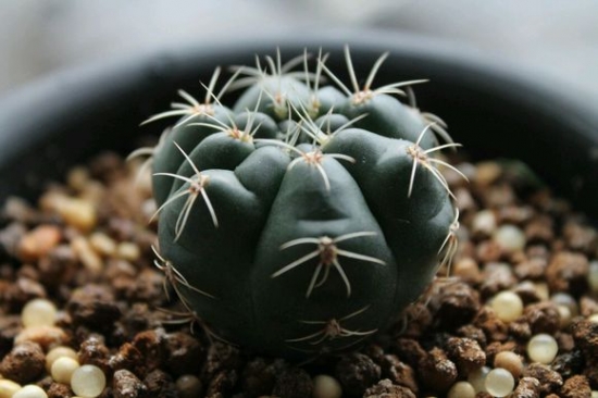 绯花玉不开花的原因：四个点帮您分析绯花玉不开花的原因