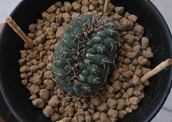 绯花玉不开花的原因：四个点帮您分析绯花玉不开花的原因